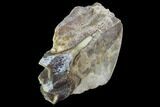 Hyracodon (Running Rhino) Jaw Section - South Dakota #99573-1